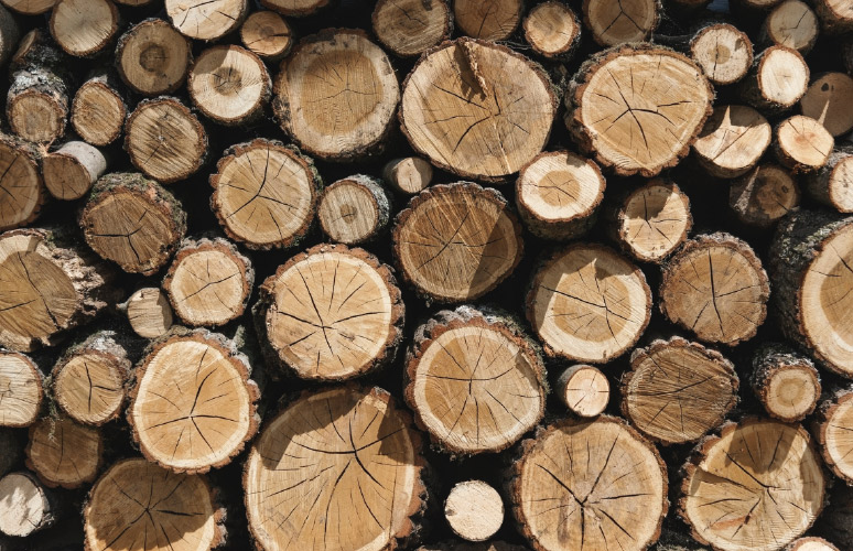 Reicht die natürliche Widerstandskraft des Holzes gegen Schädlinge nicht?